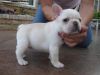 Available male and female Bulldog Puppies