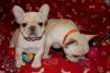 AWESOME ENGLISH BULLDOGS LOOKING FOR A NEW HOME