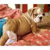 !!!Wonderful English Bulldog Puppies Now Available (xxx)xxx-xxxx