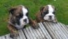 Five Adorable Akc reg English bulldog Puppies for rehoming