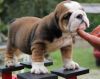 Two English Bulldog Puppies For Sale