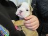 x mass give to love once baby English bull dog puppies now ready