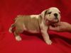 Adorable male and female English bull dog puppies ready to go