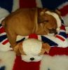 male and female english bulldog ready for new homes