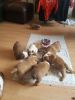 Lovely male and female English bull dog puppies for adoption