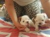 cute male and female English Bull dog puppies for adoption