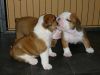 Outstanding english bulldog males and females