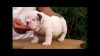 White English bull dog puppy available