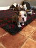 Adorable English Bull Dog Puppies For Sale