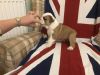 Quality English Bulldog puppy