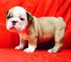 Rehomming My Male and Female English Bulldog puppies.