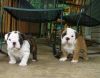 Rehoming our 2 cute and healthy English bulldog puppies 2day