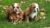 Stunning Cute English Bulldog Puppies For Sale