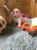Cute English bulldog puppy test for more info at (xxx) xxx-xxx9