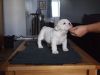 Cutelovely English Bulldog puppy for xmas.Text(xxx) xxx-xxx9