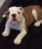 Cute English Bulldog puppies for sale