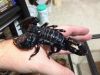 Rain Forest Black Scorpion