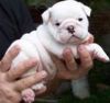 Magnifying bulldog puppies with strong bonds