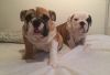 2 Stunning Bull Dogs Available To Reserve