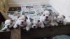 Kc Registered English Bulldog Puppies