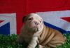 Wrinkled English Bulldog Puppies For Sale