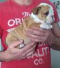 Quality Bulldog Puppies ***ready This Weekend ***