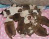 dtg asetr English bulldog puppies available contact on (xxx)-xxx-xxxx