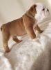 English bulldog puppies available contact on (xxx)-xxx-xxxx