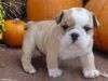 cutte male and female english bulldog for free