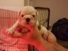 Lovely Home raised English bulldog puppies for Valentine