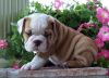 Sweet English Bulldog puppies for sale.