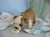 sweet English bulldogs puppies for fre