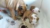 English Bulldog puppies for adoption