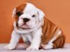 male and female English bulldog puppies -