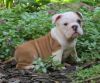 Amazing AKC Registered English Bulldog Puppies For Sale