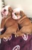 Amazing Quality Kc Bulldog Puppies For Sale