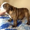 Quality Bulldog Puppies Available