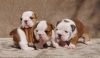 Beautiful British Bulldog Puppies For Sale Kc Reg For Sale