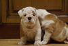 Lovely French Bull Dog Puppies For Homes,
