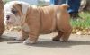 Quality English bulldog puppies brown and white for sale