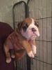 Quality Kc Registered Champion English Bulldog Puppies ready for sale