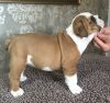 Fantastic ENGLISH BULLDOG Puppies For Sale. Ready Now.