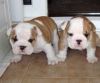 Bulldog Puppies Available,,xxxxxxxxxx