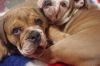 Cute English Bulldog Puppies for adoption