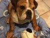 English Bulldog Puppy for rehoming