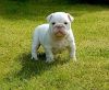 Beautiful English Bulldog Puppies For Rehoming