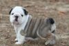 TWO ENGLISH BULL DOG PUPPIES AVAILABLE