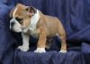 English Bulldog puppies available
