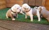 Quality Kc Blue Lilac Tri English Bulldog Puppies