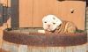 Beautiful Little English Bulldog Puppy